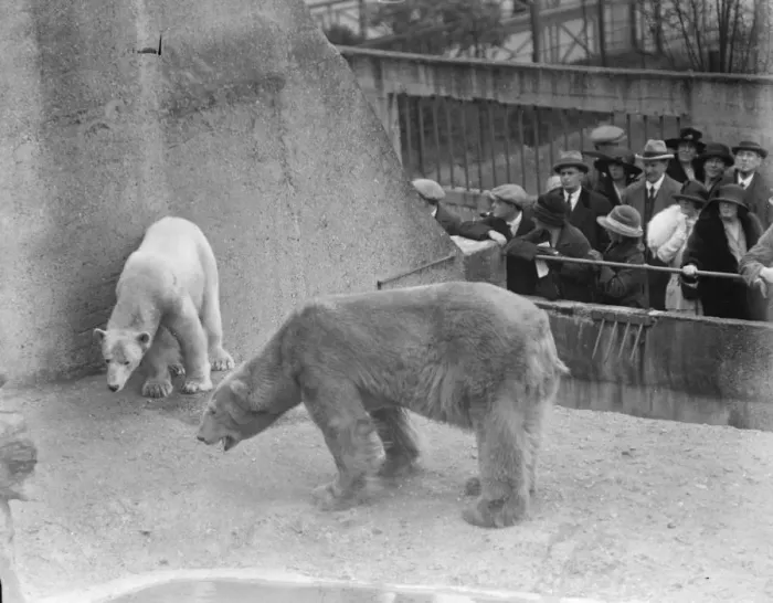 Framed Print : Widower Sam weds again at the Zoo. Young bride enters his residence for first time