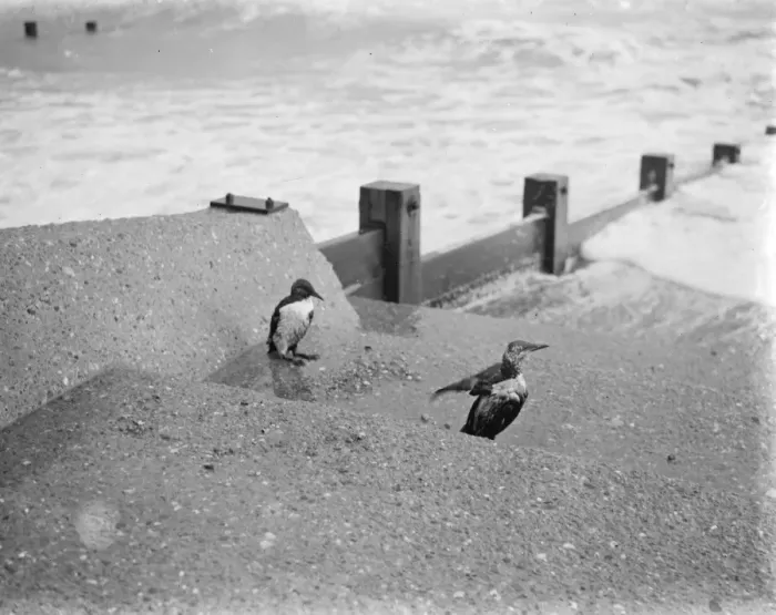 Framed Print : Wild ducks on New Romney beach in Kent. 1939 Framed Print : Wild ducks on New Romney beach in Kent. 1939