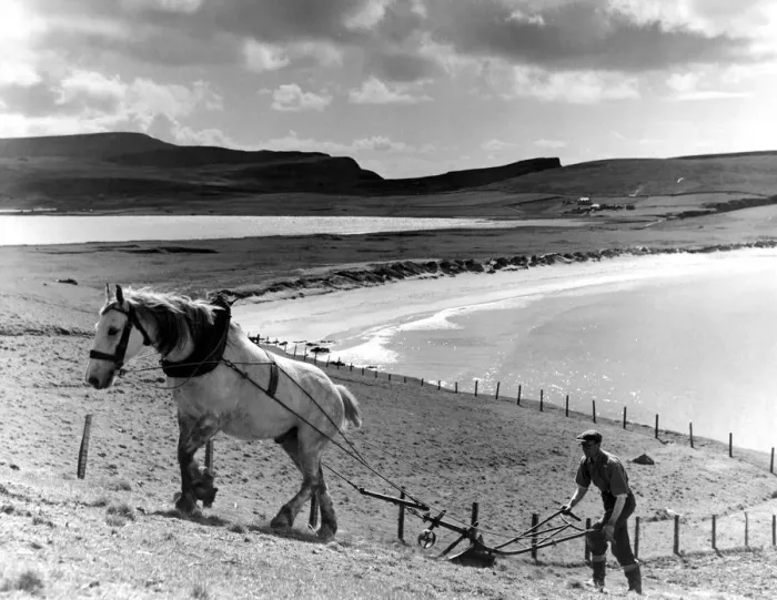 Framed Print : William M Henderson, who farms a croft with his father at Coubal, Shetland, says Framed Print : William M Henderson, who farms a croft with his father at Coubal, Shetland, says