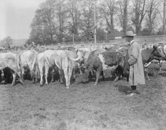 Framed Print : Wilton May Fair Calves 14 May 1920 Framed Print : Wilton May Fair Calves 14 May 1920