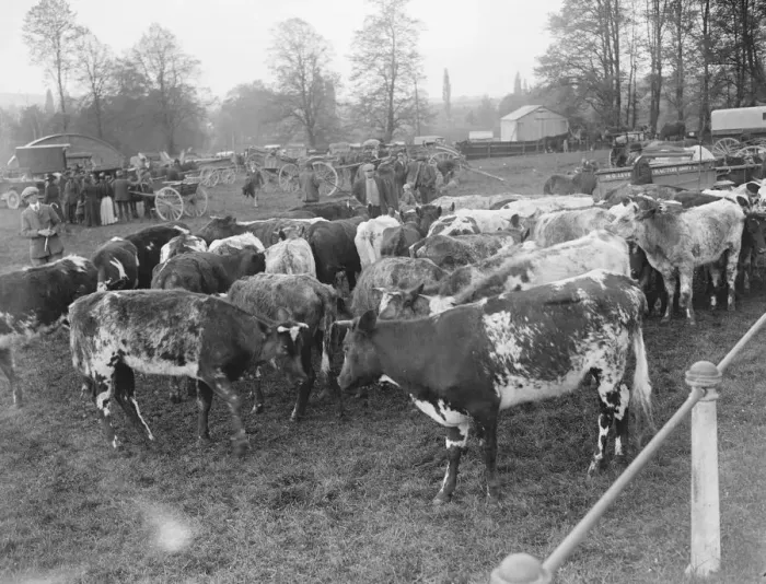 Framed Print : Wilton May Fair Calves 14 May 1920 Framed Print : Wilton May Fair Calves 14 May 1920