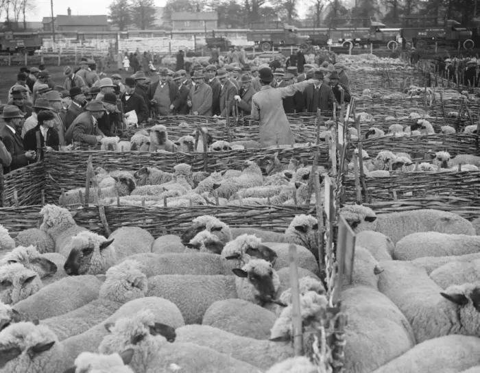 Framed Print : Wilton May Fair Sheep auction 14 May 1920 Framed Print : Wilton May Fair Sheep auction 14 May 1920