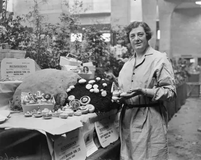 Framed Print : Woman authoress makes success of mushroom cultivation. Miss Amelia Defries, a Framed Print : Woman authoress makes success of mushroom cultivation. Miss Amelia Defries, a