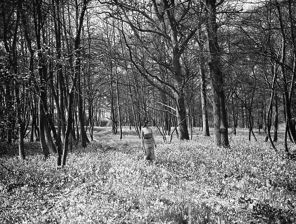 A woman poses with the bluebells in Chislehurst Woods, Kent. 1935