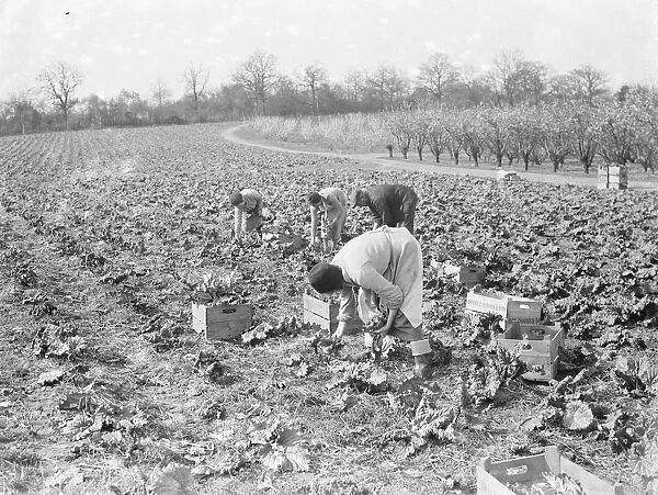 Women picking rhubarb in Dartford, Kent. 1939