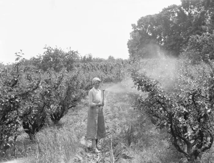 Framed Print : Women working in the orchard, spraying the trees, at East Malling Research Station Framed Print : Women working in the orchard, spraying the trees, at East Malling Research Station