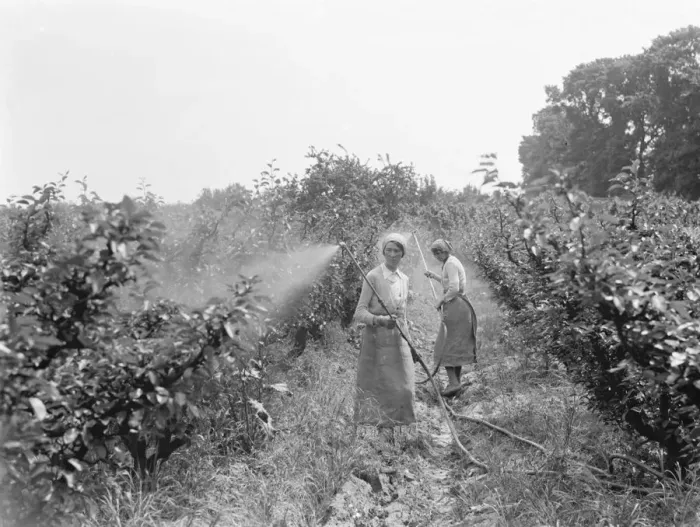 Framed Print : Women working in the orchard, spraying the trees, at East Malling Research Station Framed Print : Women working in the orchard, spraying the trees, at East Malling Research Station