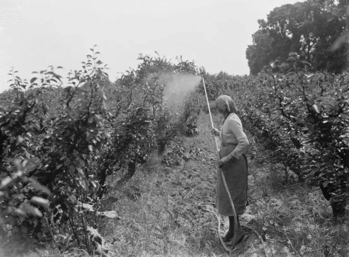 Framed Print : Women working in the orchard, spraying the trees, at East Malling Research Station Framed Print : Women working in the orchard, spraying the trees, at East Malling Research Station