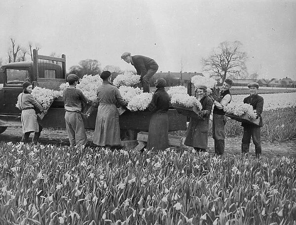 Wonderful daffodil crop harvested in for Easter market. Harvesting daffodils near Chichester