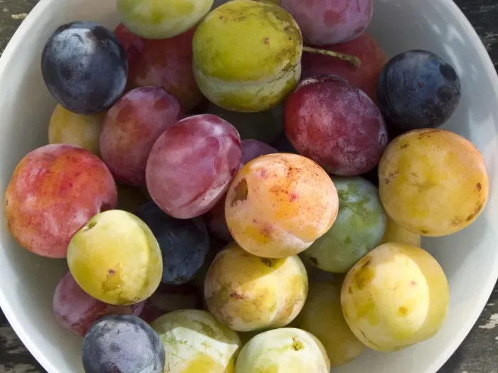 Framed Print : Wonderful variety of freshly picked plums from garden trees. credit: Marie-Louise