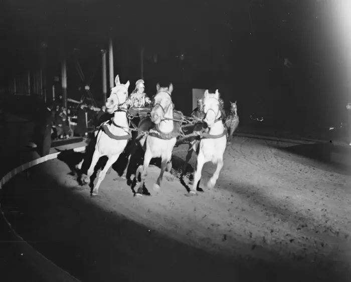 Framed Print : Wonders of the Imperial Circus at the Crystal Palace. Miss Polly Ginnett driving Framed Print : Wonders of the Imperial Circus at the Crystal Palace. Miss Polly Ginnett driving