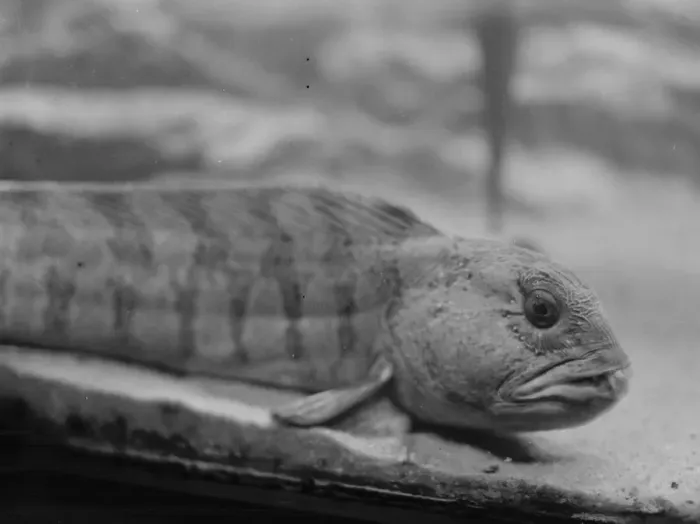 Framed Print : The wonders of the new zoo aquarium. The head of the Wolf fish. 4 April 1924 Framed Print : The wonders of the new zoo aquarium. The head of the Wolf fish. 4 April 1924