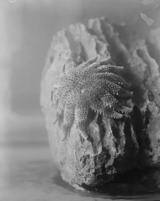 Framed Print : The wonders of the new zoo aquarium. The Sun starfish resting on the rock. 4 Framed Print : The wonders of the new zoo aquarium. The Sun starfish resting on the rock. 4