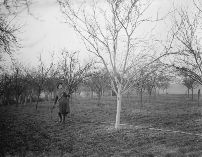 Framed Print : A worker spraying the tree in a fruit orchard in Swanley, Kent. 1939 Framed Print : A worker spraying the tree in a fruit orchard in Swanley, Kent. 1939