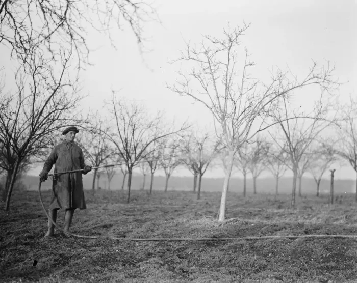 Framed Print : A worker spraying the tree in a fruit orchard in Swanley, Kent. 1939 Framed Print : A worker spraying the tree in a fruit orchard in Swanley, Kent. 1939