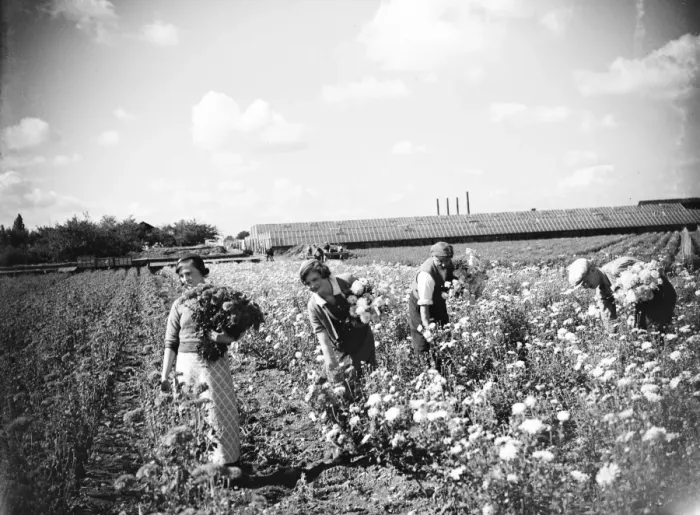 Framed Print : Workers in the field picking chrysanthemums. 1935 Framed Print : Workers in the field picking chrysanthemums. 1935