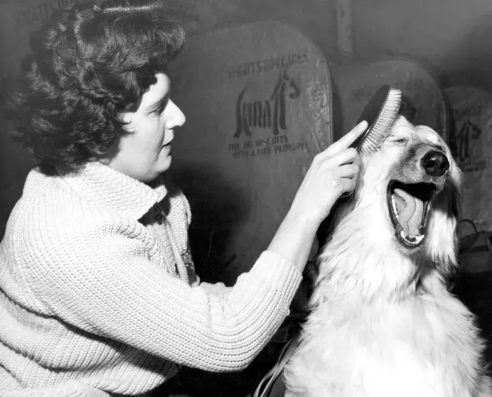 Framed Print : Xanadu of Carloway an Afghan Hound Dog being groomed by owner Mrs G Taylor of Esher