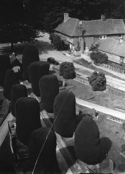 Framed Print : Yew trees, Brenchley. 1937