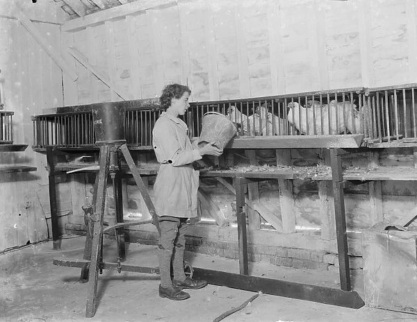 A young farm worker farmer feeds her chickens. 1935