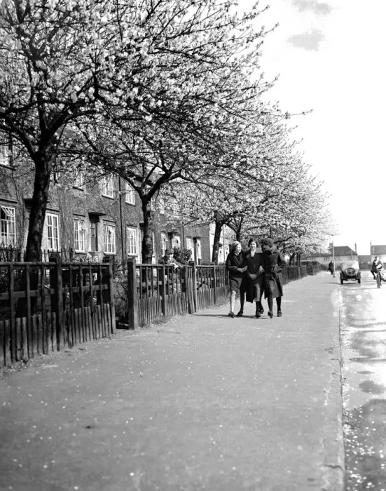 Framed Print : Three young gilrs walk arm-in-arm down a road lined with trees in full blossom in