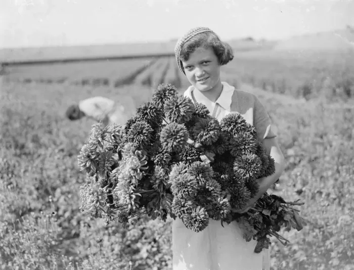Framed Print : A young girl holds a bunch of freshly picked chrysanthemums. 1935 Framed Print : A young girl holds a bunch of freshly picked chrysanthemums. 1935