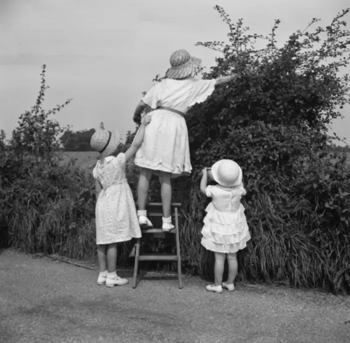 Framed Print : Young girls pick blackberries. 1936
