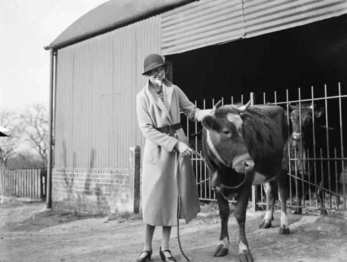 Framed Print : A young heifer wearing a cowbell, Cranbrook, Kent 1935