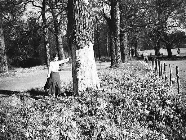 A young woman admires the daffodils. 1935