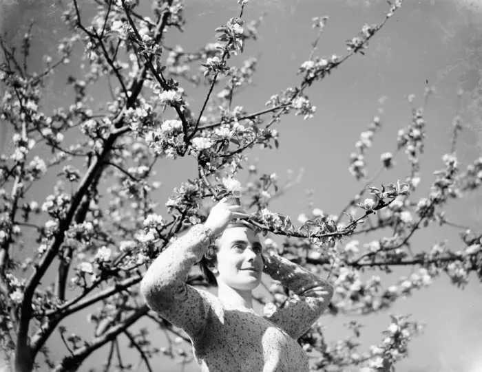 Framed Print : A young woman amongst the apple blossom. 1935 Framed Print : A young woman amongst the apple blossom. 1935