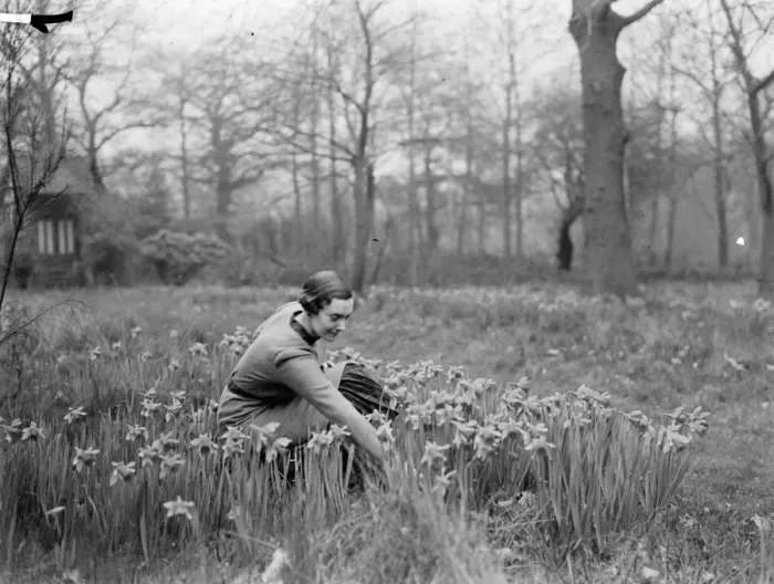 Framed Print : A young woman picking daffodils. 1935 Framed Print : A young woman picking daffodils. 1935