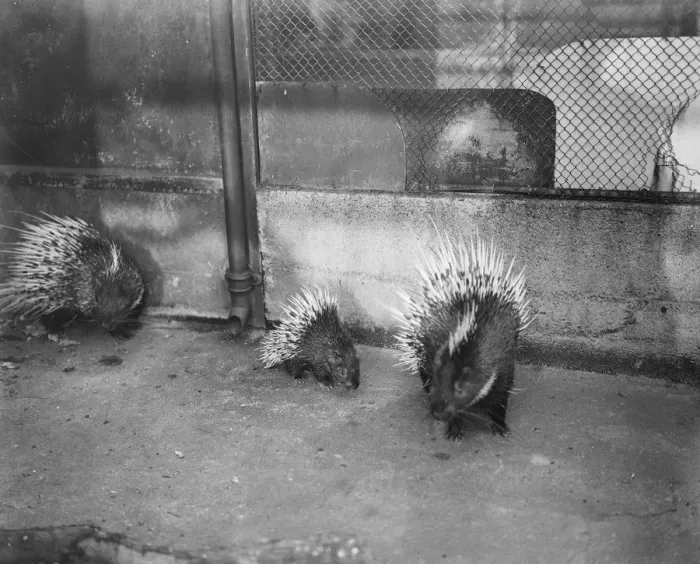 Framed Print : Another Zoo baby. Young porcupine named after the Prince of Wales. Edward