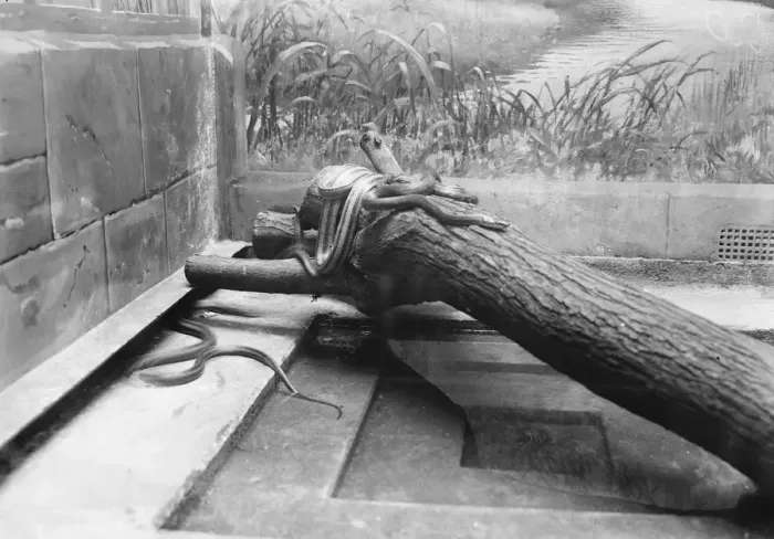 Framed Print : At the Zoo Fox snake, striped chicken, pilot black snake 13 January 1928 Framed Print : At the Zoo Fox snake, striped chicken, pilot black snake 13 January 1928