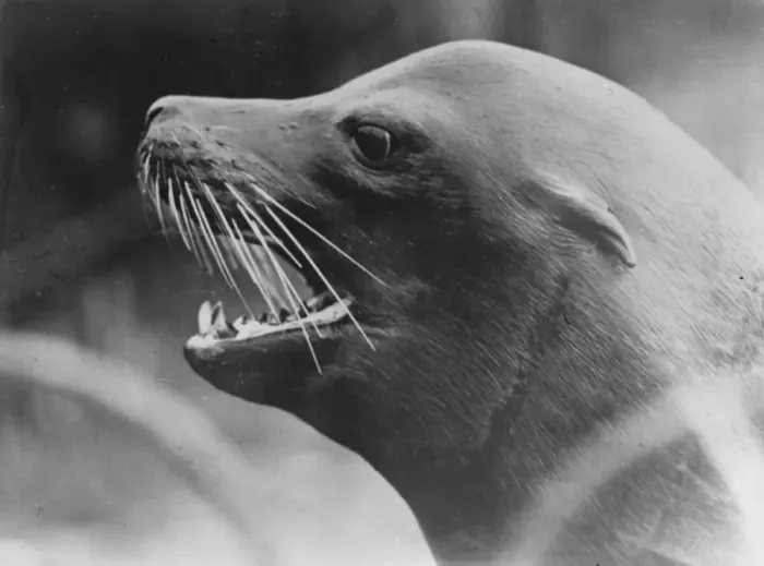 Framed Print : At the Zoo The seal 13 January 1928 Framed Print : At the Zoo The seal 13 January 1928