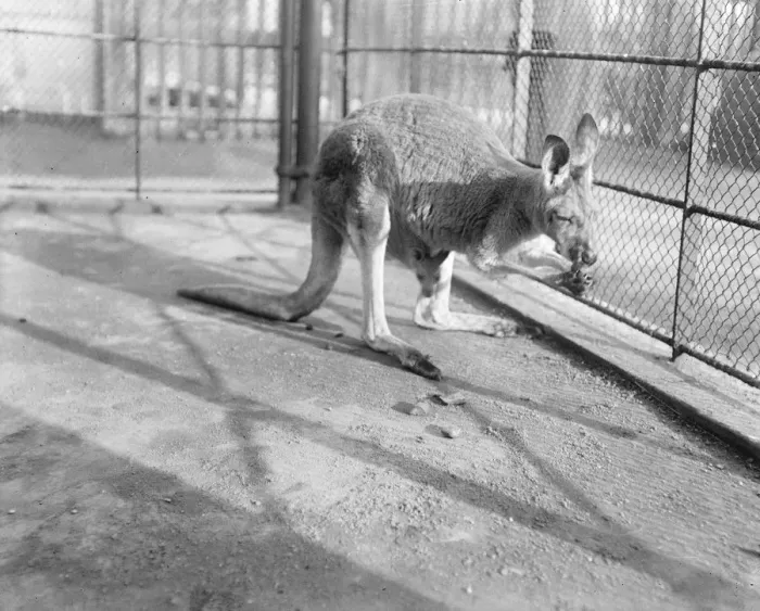 Framed Print : Zoos mother and baby kangaroos. Queenies offspring has a peep at the world Framed Print : Zoos mother and baby kangaroos. Queenies offspring has a peep at the world