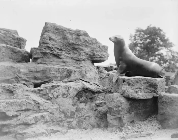 Framed Print : The Zoos new baby. The baby sea lion at the Zoo is making good progress Framed Print : The Zoos new baby. The baby sea lion at the Zoo is making good progress