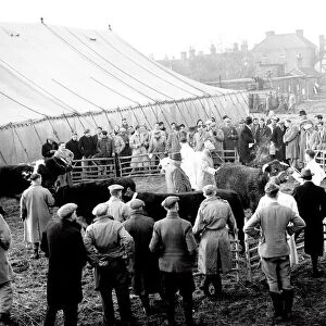 3 December 1952 The first Fatstock Show after World War II, behind Edenbridge High Street