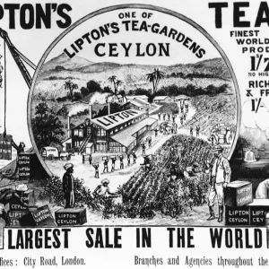 Vintage Lipton Tea Print 1896 Vintage Lipton Tea Print 1896