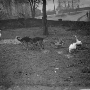 Alsations and geese playing. 1936 Alsations and geese playing. 1936