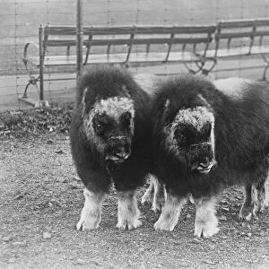 Animal beauty A charming photograph of two Musk oxen captured on the east coastof