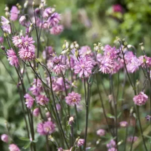 Aquilegia vulgaris Print: Close-up of Pink Columbine Flowers in a Mixed Border