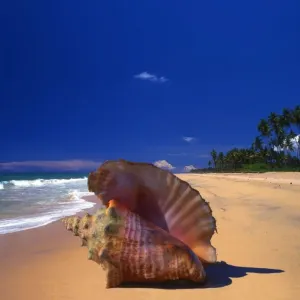A beach to the north of Galle, Sri Lanka, with a shell in the foreground A beach to the north of Galle, Sri Lanka, with a shell in the foreground