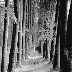 The beeche tree avenue at High Elms in Kent covered in snow. 1939
