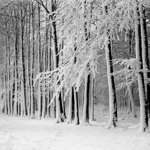 Beeche tree avenue at High Elms in Kent covered in snow. 1939