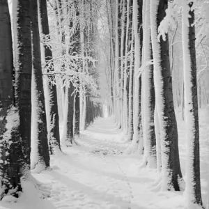 The beeche tree avenue at High Elms in Kent covered in snow. 1939