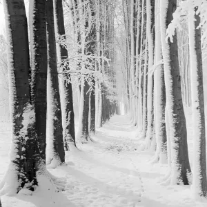 The beeche tree avenue at High Elms in Kent covered in snow. 1939