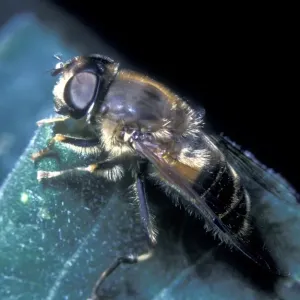 Abejas (Apoidea).