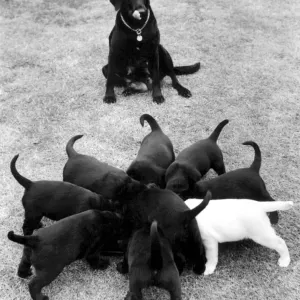 Black Labrador puppies feeding with mother watching Black Labrador puppies feeding with mother watching