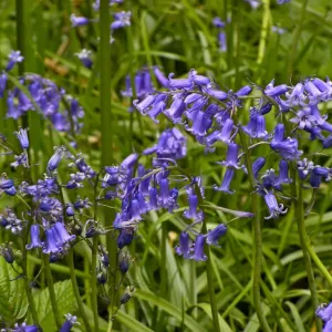 Bluebells growing wild in woods in Kent UK. credit: Marie-Louise Avery / thePictureKitchen