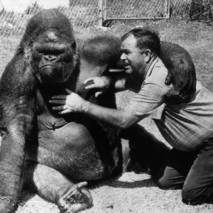 Bob Noell tickling a gorilla Print Bob Noell tickling a gorilla Print