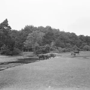 Print of Brockenhurst village in Hampshire, England Print of Brockenhurst village in Hampshire, England